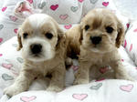 American Cocker Spaniel Pups - Cocker Spaniel Dog