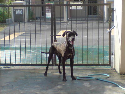 Boy-boy - Great Dane Dog