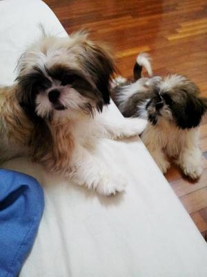 My Bhaby Happy - Shih Tzu Dog