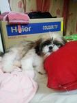 My Bhaby Happy - Shih Tzu Dog