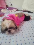 My Bhaby Happy - Shih Tzu Dog