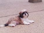 My Bhaby Happy - Shih Tzu Dog