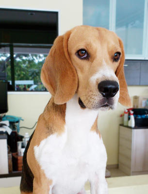 Toby Boy - Beagle Dog