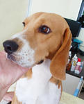 Toby Boy - Beagle Dog