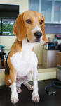 Toby Boy - Beagle Dog