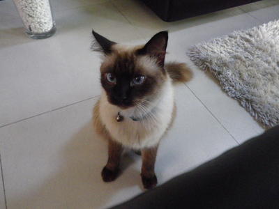 Zed - Siamese + Domestic Medium Hair Cat