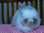 Teddy Bear Rabbit - Angora Rabbit Rabbit