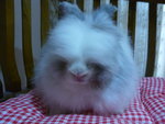 Teddy Bear Rabbit - Angora Rabbit Rabbit