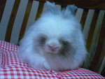 Teddy Bear Rabbit - Angora Rabbit Rabbit