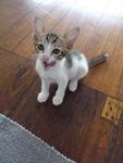 Pippin