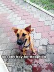 Scooby - Mixed Breed Dog