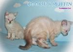 Cookie - Color Point Tabby - Bengal + Ragdoll Cat