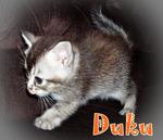 Duku - Scottish Shorthair - British Shorthair + Scottish Fold Cat