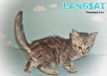 Langsat - Black Silver Tabby - Bengal + Ragdoll Cat