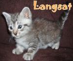 Langsat - Black Silver Tabby - Bengal + Ragdoll Cat