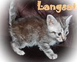 Langsat - Black Silver Tabby - Bengal + Ragdoll Cat