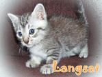 Langsat - Black Silver Tabby - Bengal + Ragdoll Cat