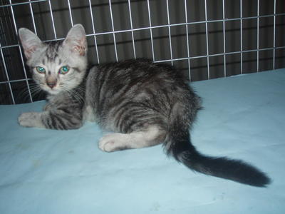 Langsat - Black Silver Tabby - Bengal + Ragdoll Cat