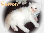 Cotton  - Persian Cat