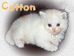 Cotton  - Persian Cat