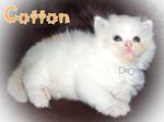 Cotton  - Persian Cat