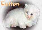 Cotton  - Persian Cat