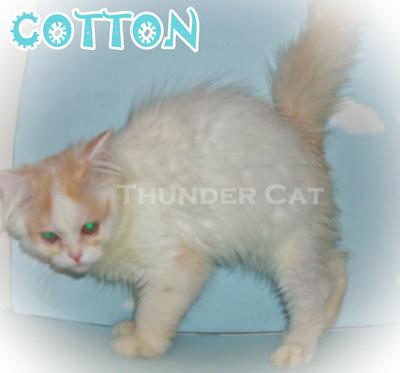 Cotton  - Persian Cat