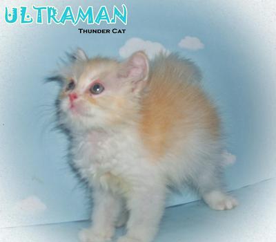 Ultraman - Persian Cat