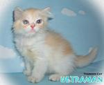 Ultraman - Persian Cat