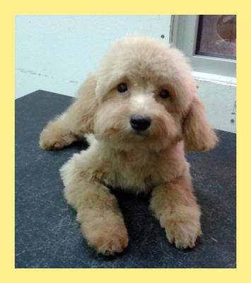 PF32427 - Poodle Dog