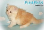 Pumpkin (Round Face Persian) - Persian Cat