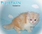 Pumpkin (Round Face Persian) - Persian Cat