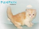 Pumpkin (Round Face Persian) - Persian Cat