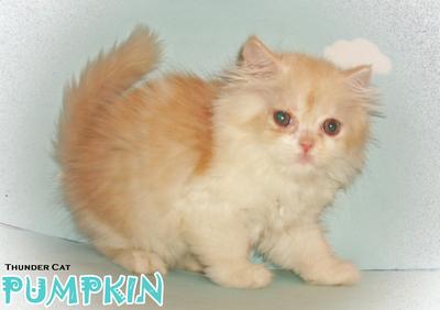 Pumpkin (Round Face Persian) - Persian Cat