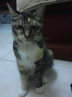 Ayong :d - Dilute Calico + Maine Coon Cat