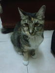 Ayong :d - Dilute Calico + Maine Coon Cat