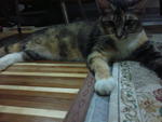 Ayong :d - Dilute Calico + Maine Coon Cat