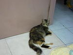 Ayong :d - Dilute Calico + Maine Coon Cat