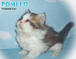 Pomelo (Semi-flat Face)-sold - Persian Cat