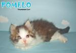 Pomelo (Semi-flat Face)-sold - Persian Cat