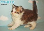 Pomelo (Semi-flat Face)-sold - Persian Cat