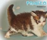 Pomelo (Semi-flat Face)-sold - Persian Cat