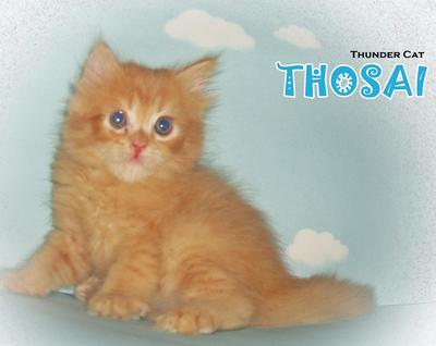 Thosai (Round Face Persian) - Persian Cat