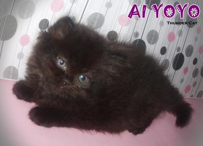 Ai Yoyo (Sold) - Persian Cat