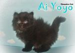 Ai Yoyo (Sold) - Persian Cat