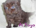 Ai Yoyo (Sold) - Persian Cat