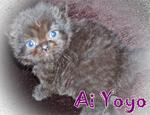 Ai Yoyo (Sold) - Persian Cat