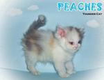  Peaches (Round Face Dilute Calico) - Persian Cat