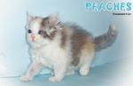  Peaches (Round Face Dilute Calico) - Persian Cat