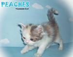  Peaches (Round Face Dilute Calico) - Persian Cat